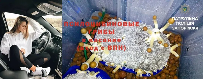 Псилоцибиновые грибы Cubensis  Заринск 